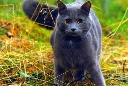 Кот, который кормил заключенного